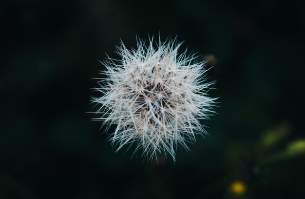 Photo vue rapprochée de la fleur sur un fond flou