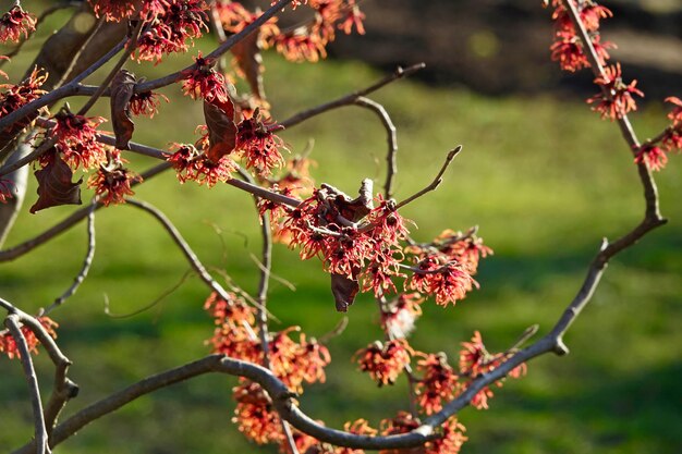 Photo vue rapprochée de la fleur d'hamamélis rouge sur une brindille