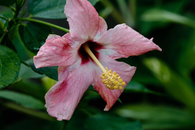 Photo vue rapprochée de la fleur d'hibiscus rose