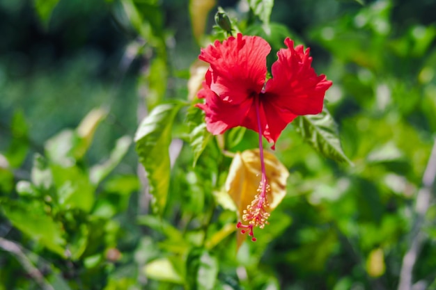 Photo vue rapprochée de la fleur d'hibiscus rouge