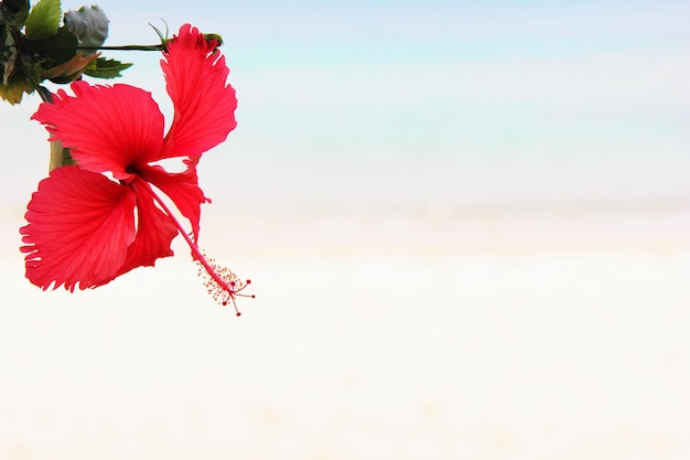 Vue rapprochée de la fleur d'hibiscus rouge