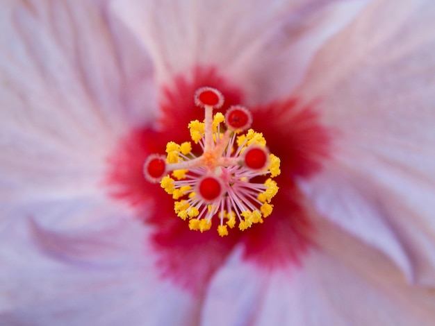 Vue rapprochée de la fleur d'hibiscus