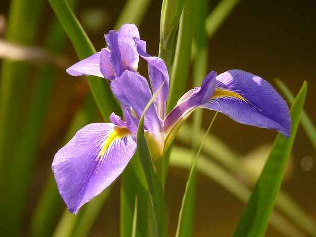 Vue rapprochée de la fleur d'iris pourpre