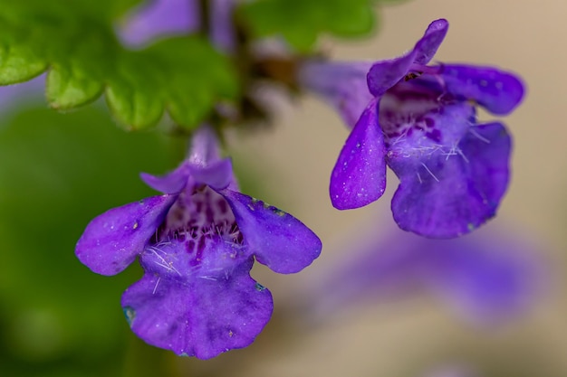 Photo vue rapprochée de la fleur d'iris pourpre