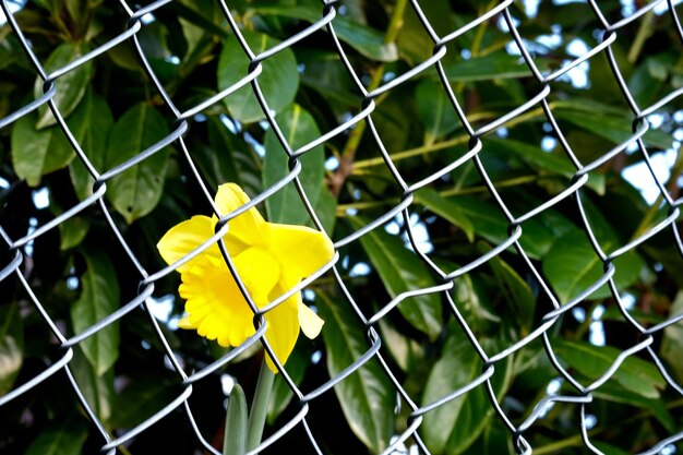 Vue rapprochée d'une fleur jaune sur une clôture en chaîne