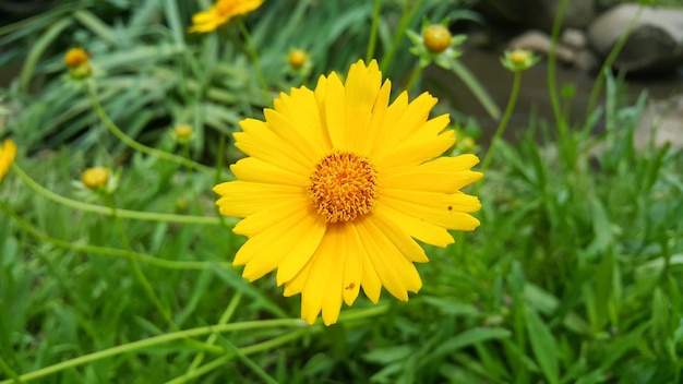 Vue rapprochée d'une fleur jaune de coreopsis ou d'une graine de tique dans le jardin tropical