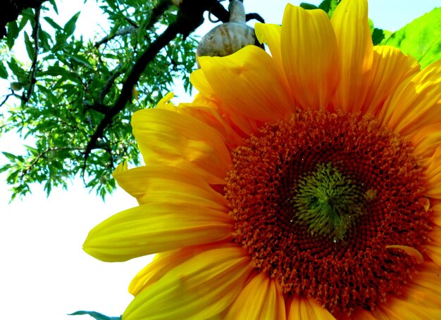 Vue rapprochée d'une fleur jaune en fleur dans un parc