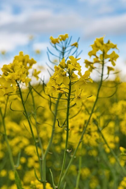 Photo vue rapprochée d'une fleur jaune fraîche contre le ciel