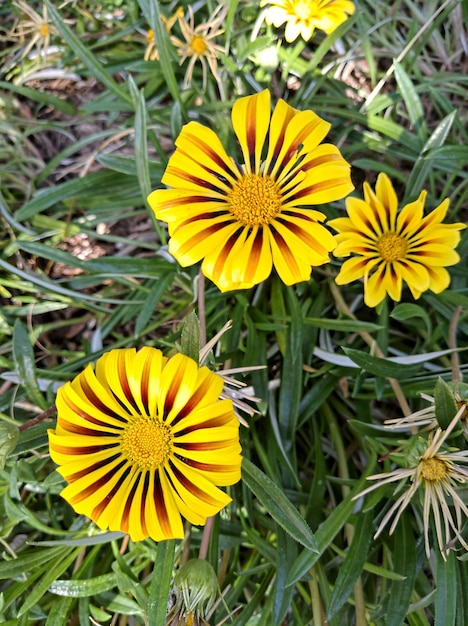 Photo vue rapprochée d'une fleur jaune fraîche dans le champ