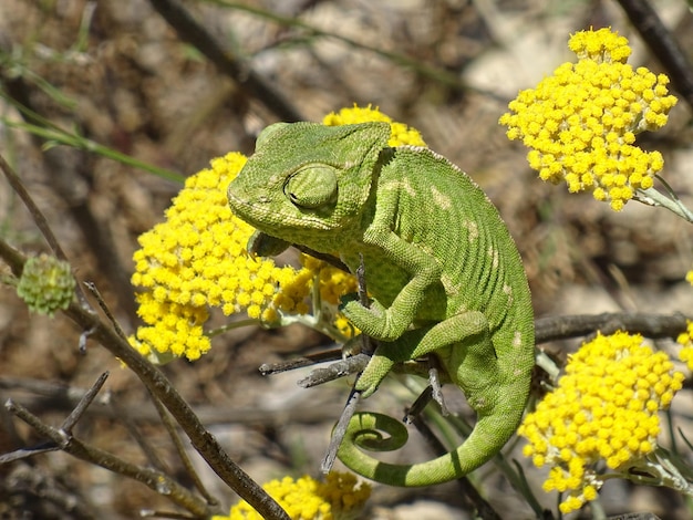 Vue rapprochée de la fleur jaune sur la plante