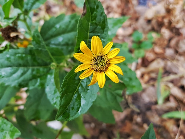 Vue rapprochée d'une fleur jaune qui fleurit dans le champ