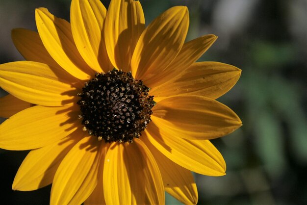 Photo vue rapprochée d'une fleur jaune qui fleurit à l'extérieur