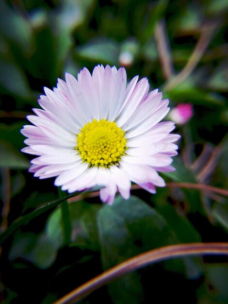 Photo vue rapprochée d'une fleur jaune qui fleurit à l'extérieur