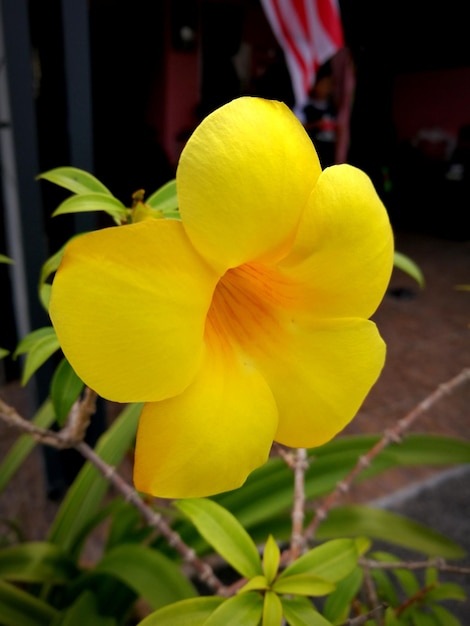 Photo vue rapprochée d'une fleur jaune qui fleurit à l'extérieur