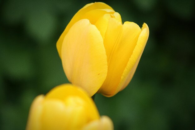 Photo vue rapprochée d'une fleur jaune qui fleurit à l'extérieur