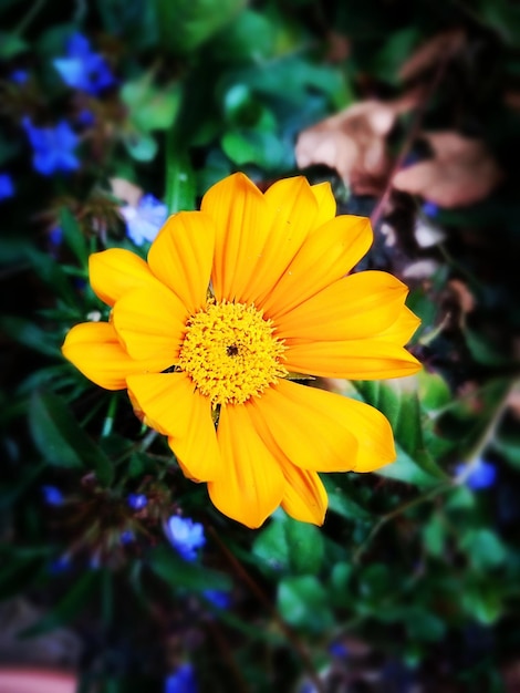 Photo vue rapprochée de la fleur jaune