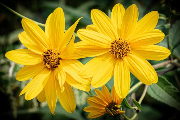 Photo vue rapprochée de la fleur jaune