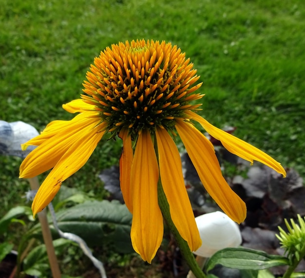 Photo vue rapprochée de la fleur jaune