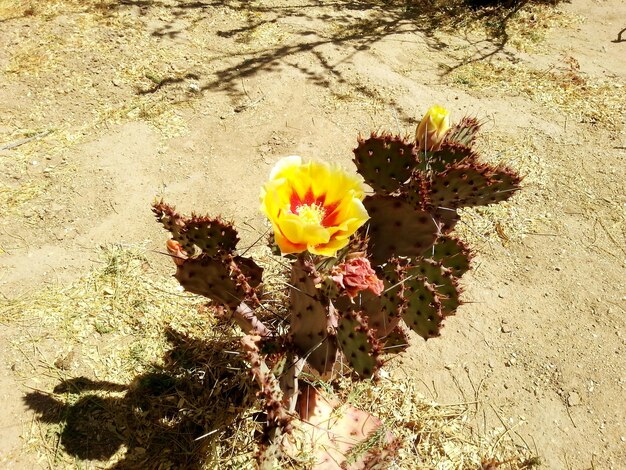 Photo vue rapprochée de la fleur jaune