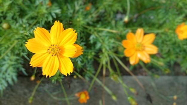 Photo vue rapprochée de la fleur jaune