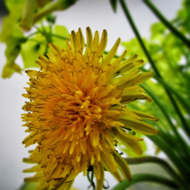 Photo vue rapprochée de la fleur jaune