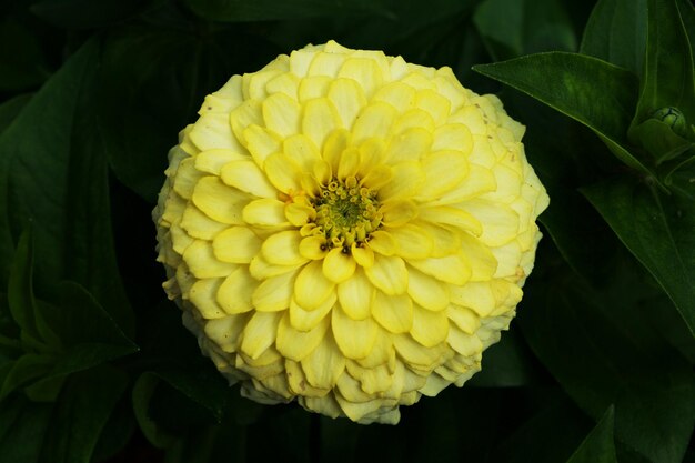 Photo vue rapprochée de la fleur jaune