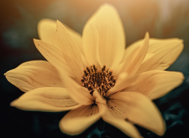 Vue rapprochée de la fleur jaune