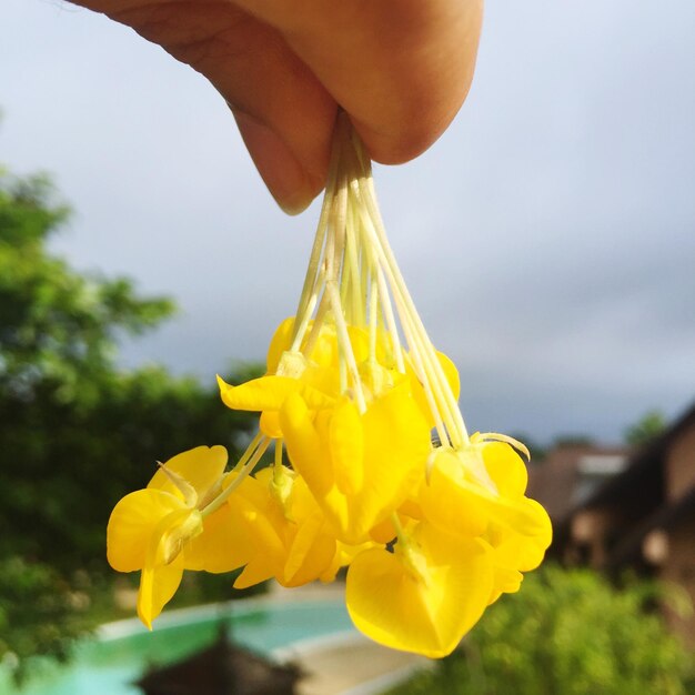 Photo vue rapprochée de la fleur jaune