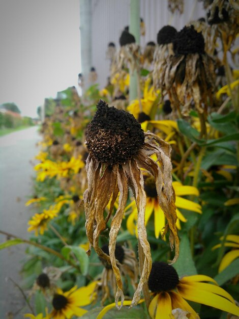 Photo vue rapprochée de la fleur jaune