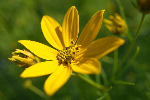 Photo vue rapprochée de la fleur jaune