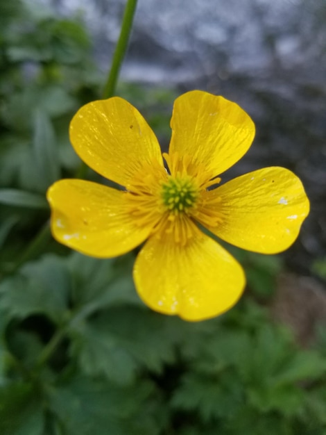 Vue rapprochée de la fleur jaune