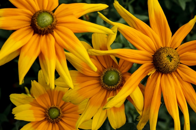 Photo vue rapprochée de la fleur jaune