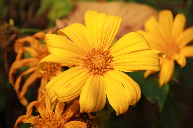 Photo vue rapprochée de la fleur jaune