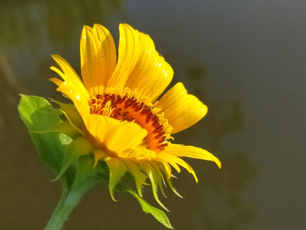 Photo vue rapprochée de la fleur jaune