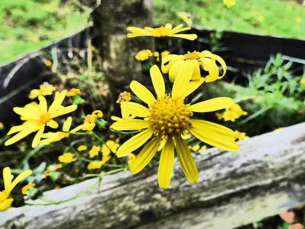 Photo vue rapprochée de la fleur jaune