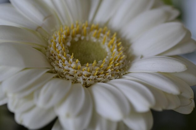 Vue rapprochée de la fleur de marguerite blanche