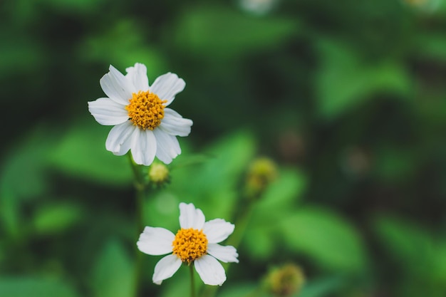 Vue rapprochée de la fleur de marguerite blanche