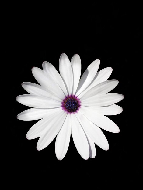Photo vue rapprochée de la fleur de marguerite blanche