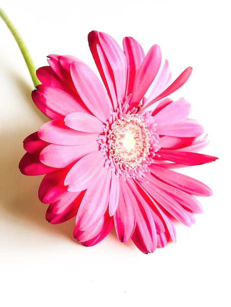 Vue rapprochée de la fleur de marguerite gerbera sur fond blanc