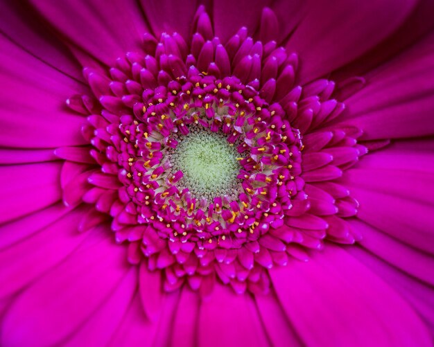 Photo vue rapprochée de la fleur de marguerite rose