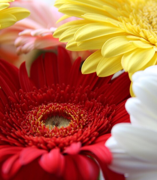 Vue rapprochée de la fleur de marguerite rouge