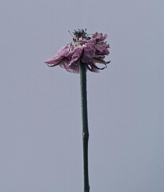 Photo vue rapprochée d'une fleur morte sur un fond blanc