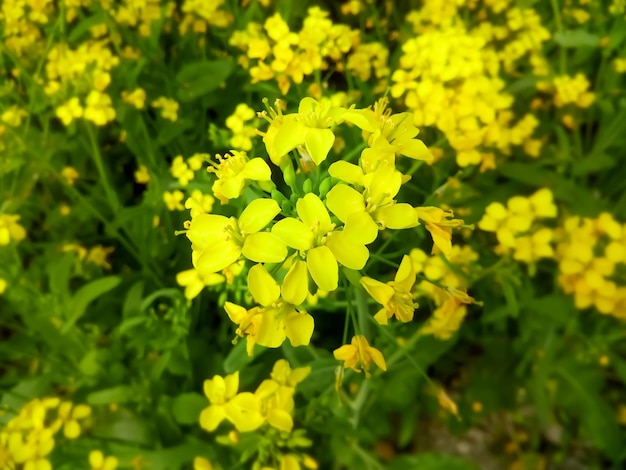 vue rapprochée de la fleur de moutarde