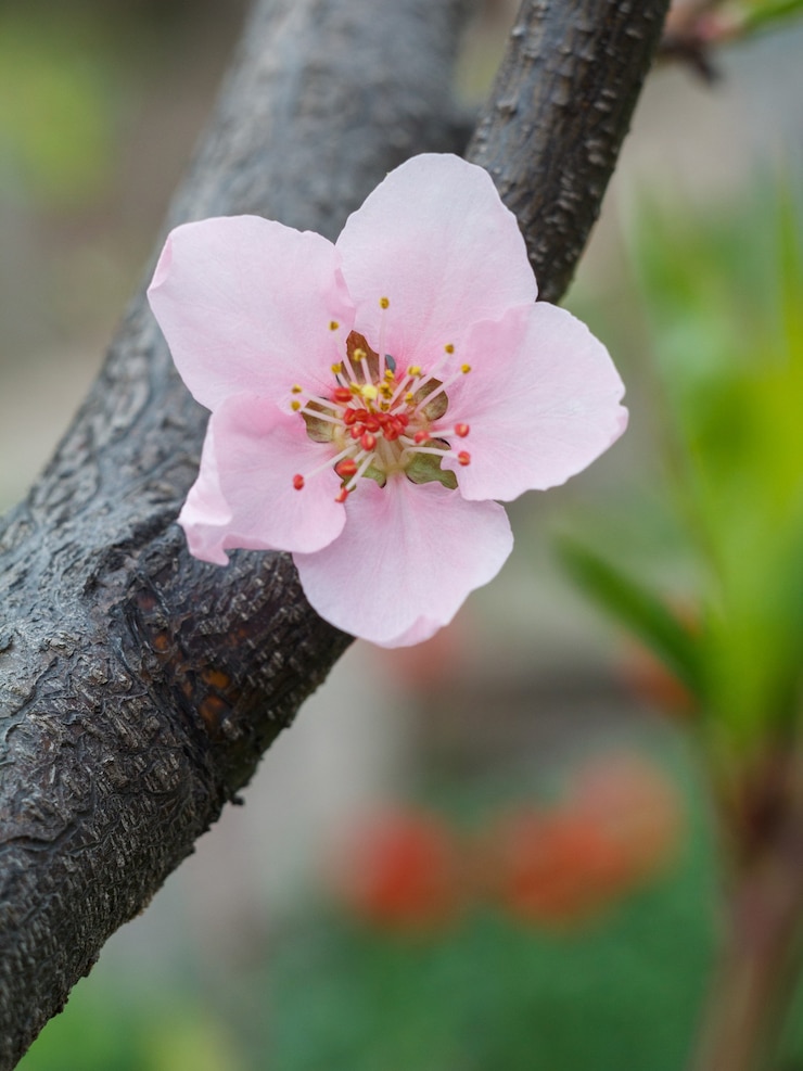 Photo vue rapprochée d'une fleur de nectarine sur un arbre pendant la période de floraison printanière