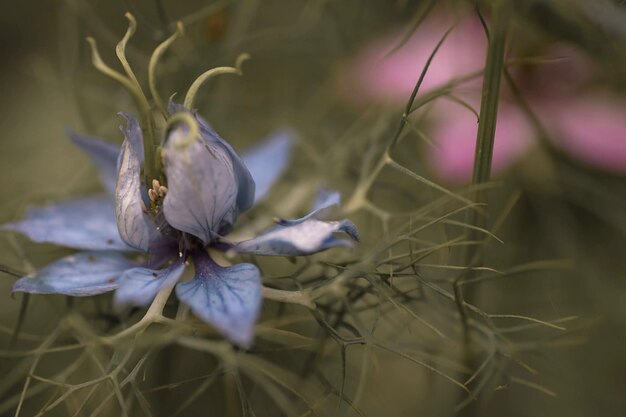 Photo vue rapprochée d'une fleur de nigelle en pousse