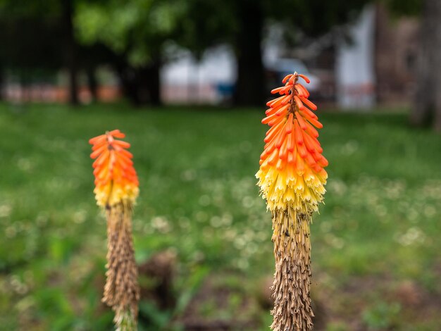 Photo vue rapprochée d'une fleur d'orange sur le champ