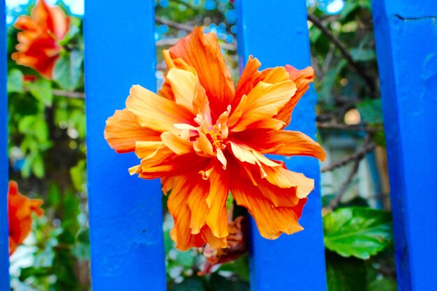 Photo vue rapprochée d'une fleur d'orange qui fleurit à l'extérieur