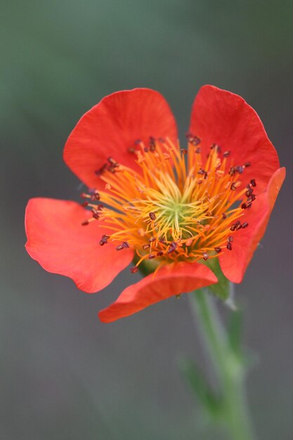 Photo vue rapprochée de la fleur d'orange rouge