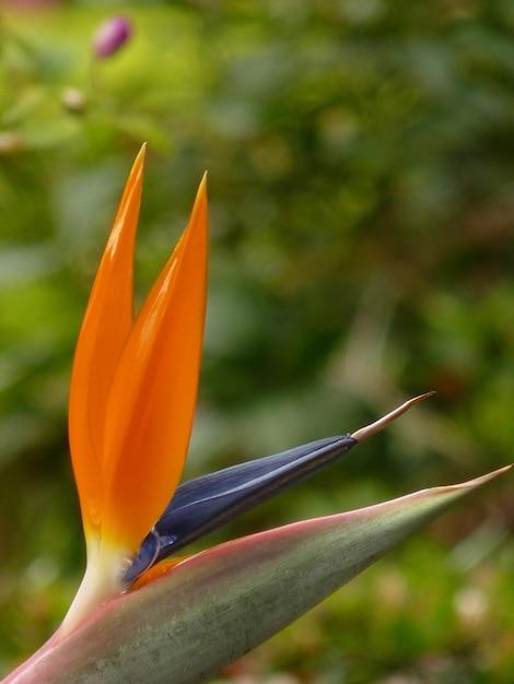 Photo vue rapprochée de la fleur d'orange