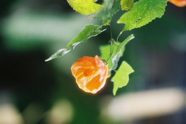 Vue rapprochée de la fleur d'orange